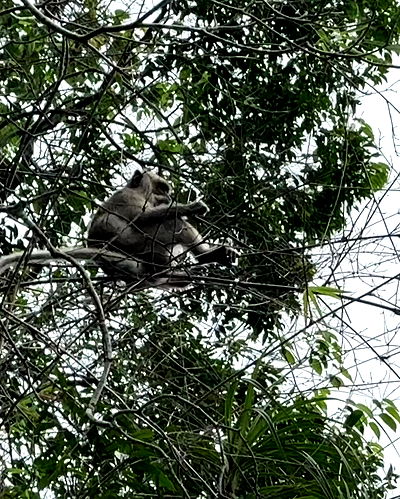 kesemgreenyer kesemgreenyer archive video