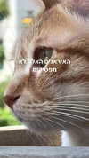 lotembar Altpins Profile Picture