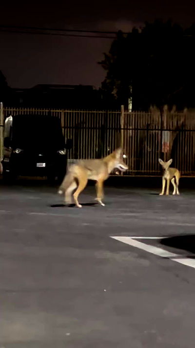 zommmbri zommmbri archive video