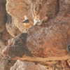 protheme Altpins Profile Picture