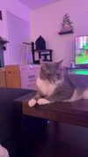charleygrayyy Altpins Profile Picture