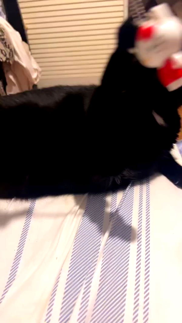 hellokittyangel666 archive video preview