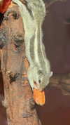 taamargk Altpins Profile Picture