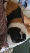la.vica_ Altpins Profile Picture