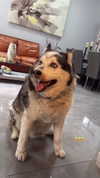 topaz_bn Altpins Profile Picture