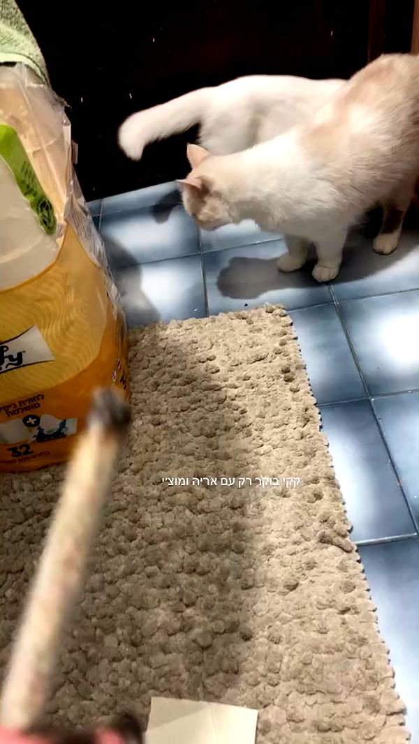 1.lostloli archive video preview