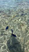_ariel_lll Altpins Profile Picture
