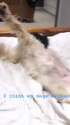 elena_stain Altpins Profile Picture