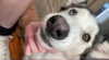 _animechika_ Altpins Profile Picture