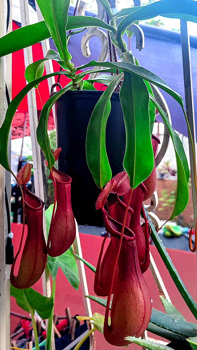 1justsabi 1justsabi archive video