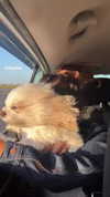 romitalblt Altpins Profile Picture