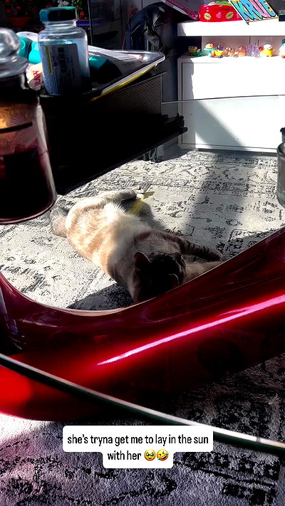 suikomuu suikomuu archive video