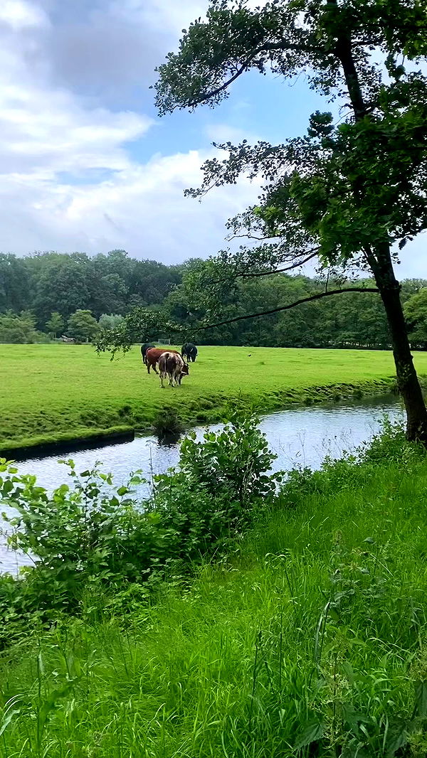 yam_adler archive video preview