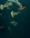alex.banin Altpins Profile Picture