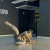 belok_bero Altpins Profile Picture