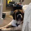 lilmochidoll Altpins Profile Picture
