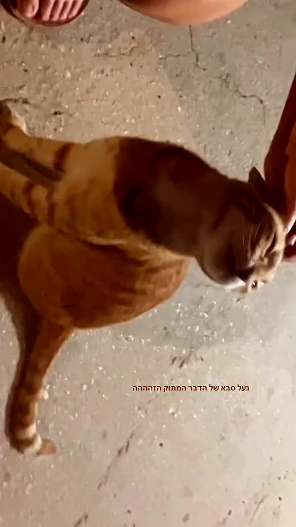 sonia_kalabin archive video preview