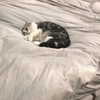 taylorswift Altpins Profile Picture