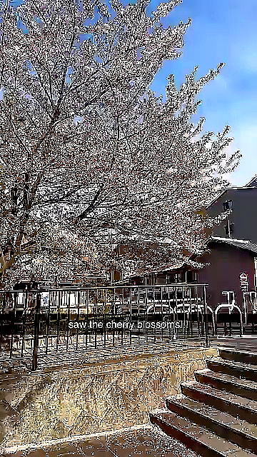 sophieraiin sophieraiin archive video