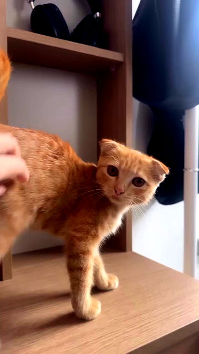 oqr0_ oqr0_ archive video