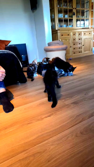 silkton silkton archive video