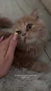 anyarodionov Altpins Profile Picture