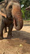 emelyeender Altpins Profile Picture