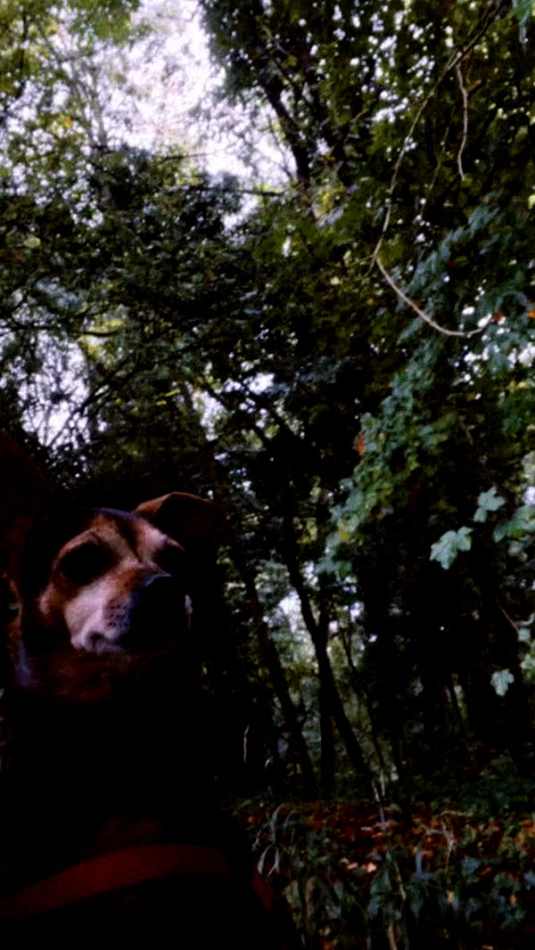 aekamee archive video preview