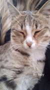 imeownaz Altpins Profile Picture