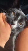 sydney_melman Altpins Profile Picture