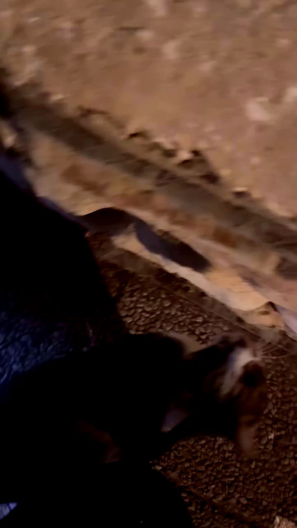 romy_ayalla_lavi archive video preview