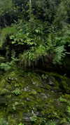 noa_mendel_ Altpins Profile Picture