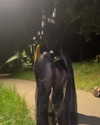 chihiro_ayanoo Altpins Profile Picture