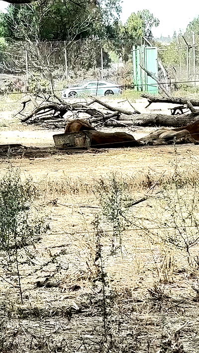 noyaislilith333 noyaislilith333 archive video