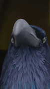 kalogeraseliana Altpins Profile Picture