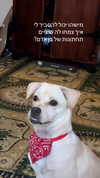 shaipearlman Altpins Profile Picture