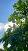 carolinesometimes Altpins Profile Picture