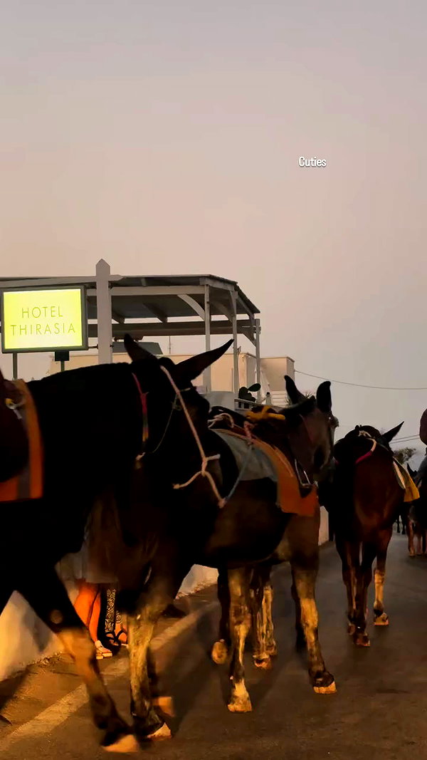 noammalka___ archive video preview