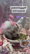 pockycatt Altpins Profile Picture