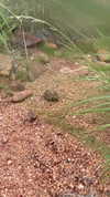thelauren111 Altpins Profile Picture