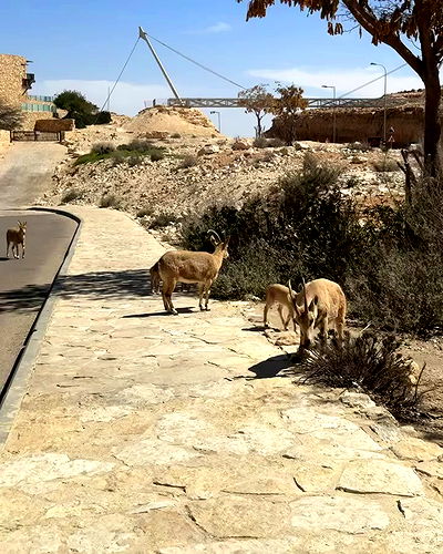 romy_ayalla_lavi romy_ayalla_lavi archive video