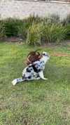 milena_kofef Altpins Profile Picture