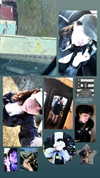si11yc0rpse Altpins Profile Picture