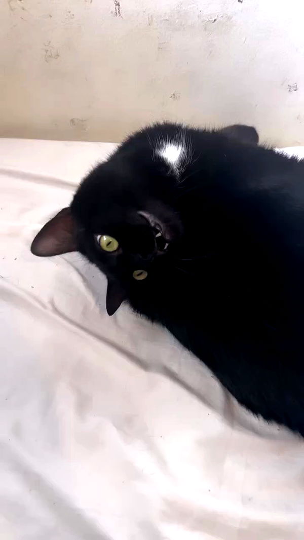 hellokittyangel666 archive video preview