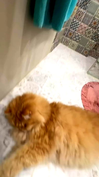 annfigma annfigma archive video