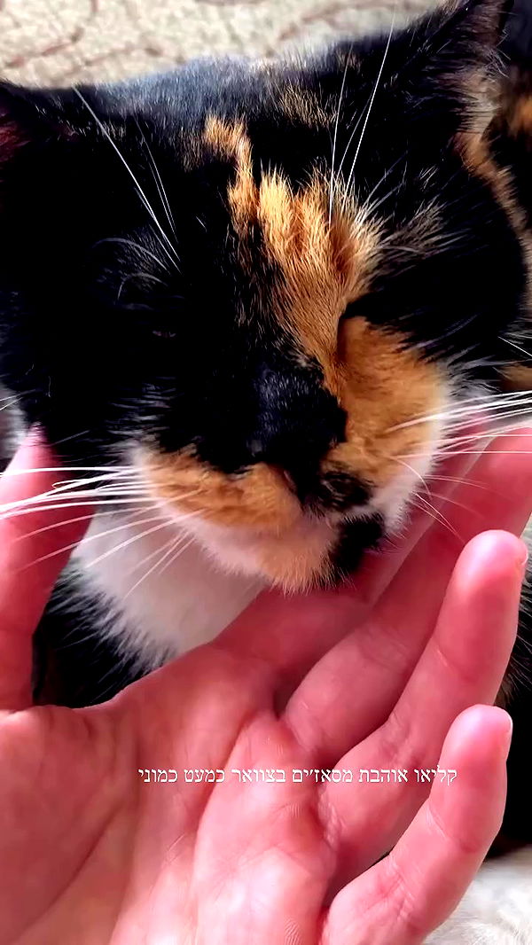 itsilanosh archive video preview