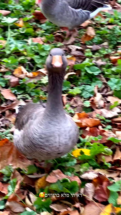 itsilanosh itsilanosh archive video