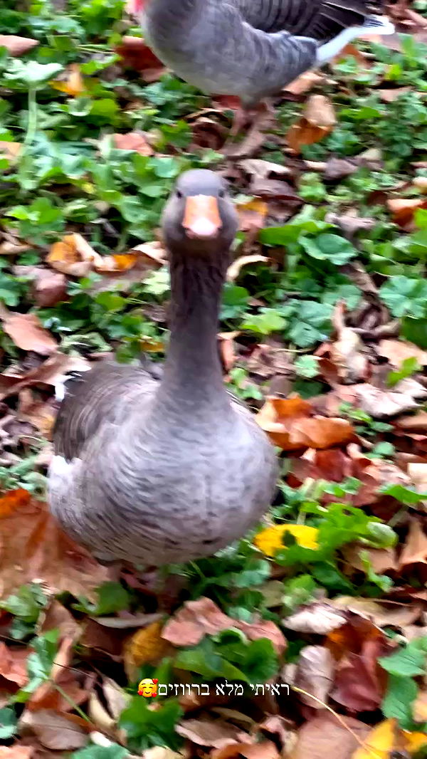 itsilanosh archive video preview