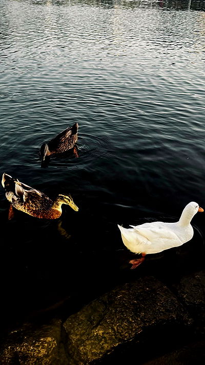 dustheadd dustheadd archive video