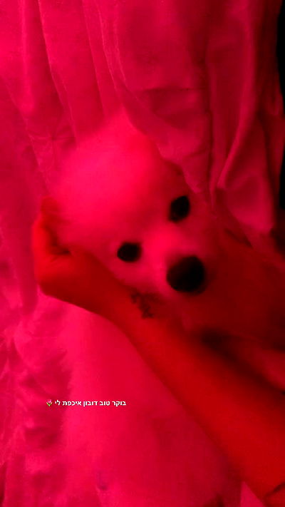 romy_ayalla_lavi romy_ayalla_lavi archive video